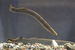 General knowledge about Lamprey