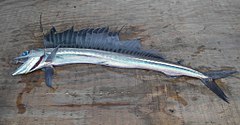 General knowledge about Lancetfish