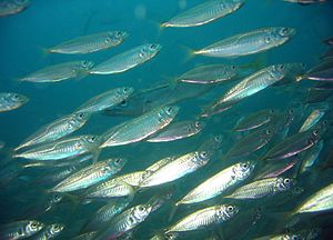 General knowledge about Mackerel