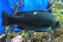 General knowledge about Girella nigricans