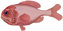 General knowledge about Orange roughy