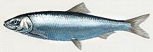 General knowledge about Pacific herring