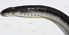 General knowledge about Pacific lamprey