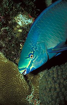 General knowledge about Queen parrotfish
