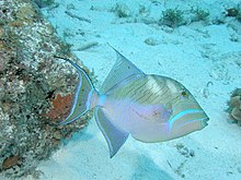 General knowledge about Queen triggerfish