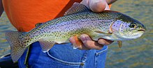 General knowledge about Rainbow trout