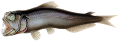 General knowledge about Sabertooth fish