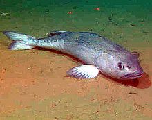 General knowledge about Sablefish