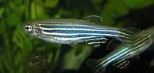 General knowledge about Zebrafish