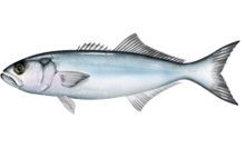 General knowledge about Bluefish