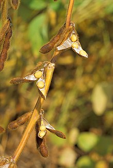 General knowledge about Soybean