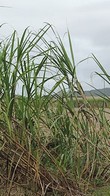 General knowledge about Sugarcane