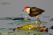General knowledge about Jacana