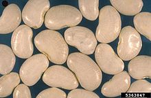 General knowledge about Lima bean