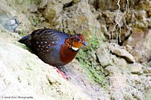 General knowledge about Chestnut-breasted partridge