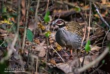 General knowledge about White-cheeked partridge