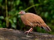 General knowledge about Red spurfowl