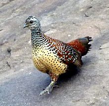 General knowledge about Painted spurfowl