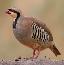 General knowledge about Chukar partridge