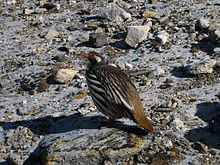 General knowledge about Tibetan snowcock