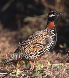 General knowledge about Black francolin