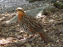 General knowledge about Mountain bamboo partridge