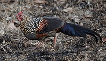 General knowledge about Grey junglefowl