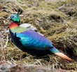 General knowledge about Himalayan monal