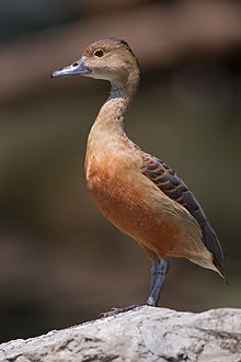 General knowledge about Lesser whistling duck