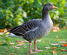 General knowledge about Greylag goose