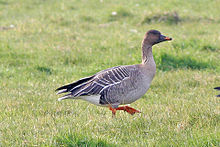 General knowledge about Tundra bean goose
