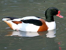 General knowledge about Common shelduck