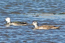 General knowledge about Cotton pygmy goose