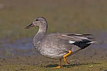 General knowledge about Gadwall