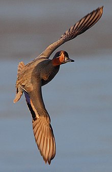General knowledge about Eurasian teal