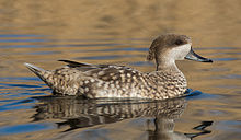 General knowledge about Marbled duck