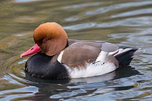 General knowledge about Red-crested pochard