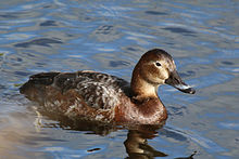 General knowledge about Common pochard