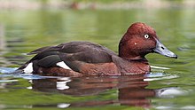 General knowledge about Ferruginous duck