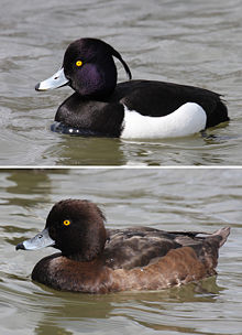 General knowledge about Tufted duck