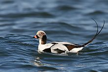General knowledge about Long-tailed duck