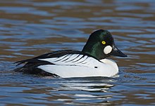 General knowledge about Common goldeneye