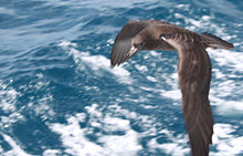 General knowledge about Flesh-footed shearwater