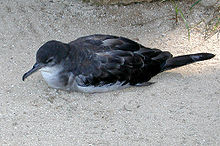 General knowledge about Wedge-tailed shearwater