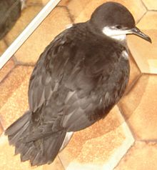General knowledge about Tropical shearwater