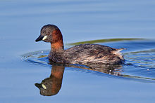General knowledge about Little grebe