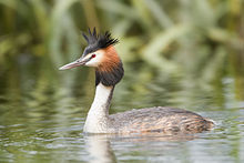 General knowledge about Great crested grebe