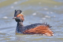 General knowledge about Black-necked grebe