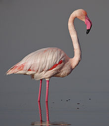 General knowledge about Greater flamingo