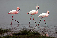 General knowledge about Lesser flamingo